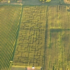 kukuruzu laukas